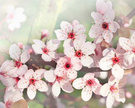 櫻花盛開(kāi)