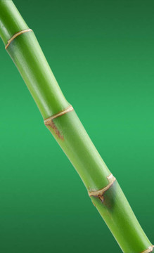 竹