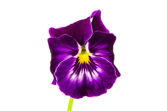 孤立的堇菜花