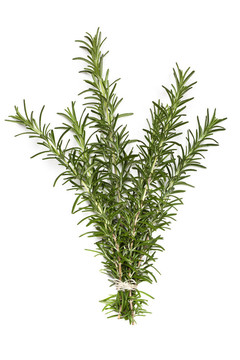 一群Rosemary over White