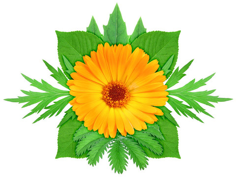 橙花綠葉