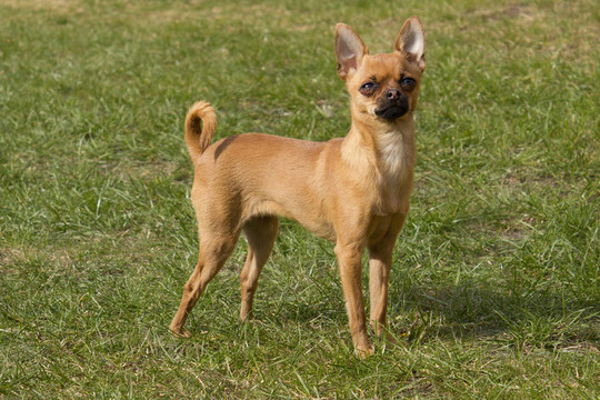 迷你杜賓犬