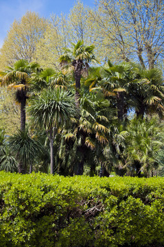 公園的植物園