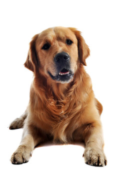 金毛獵犬