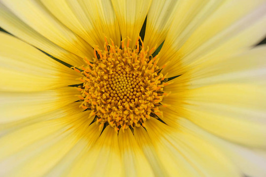 白黃daisy flower