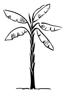 熱帶棕櫚樹(shù)