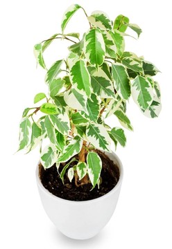 無花果樹