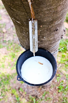 橡膠樹流奶