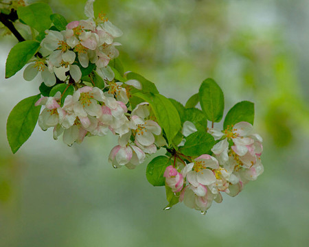 開花