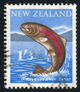 鱒魚