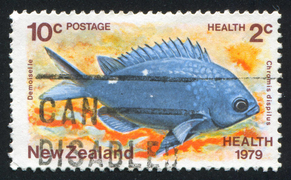 魚(yú)鰓魚(yú)dispilus