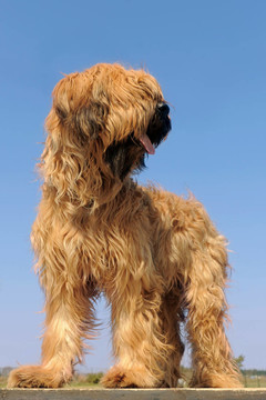 伯瑞犬；法國的牧羊人