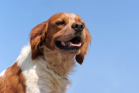 不列塔尼獵犬