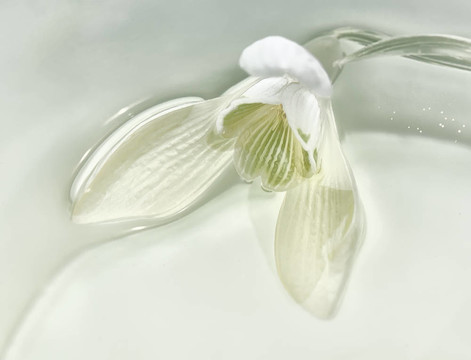 雪花蓮