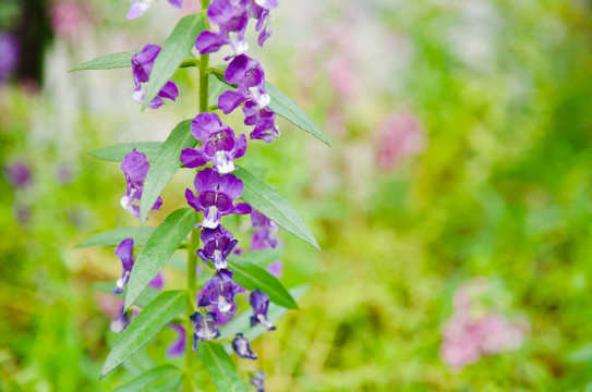angelonia goyazensis benenth。