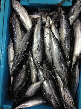 箱中的新鮮海魚