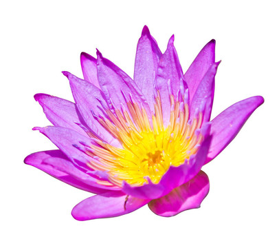 白底紫蓮花