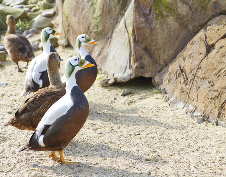Spectacled Eider（Somateria fischeri）