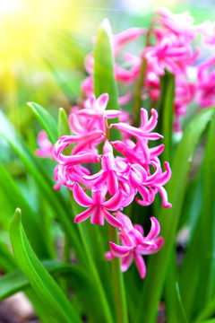 春季開花的葫蘆在寶翠花園