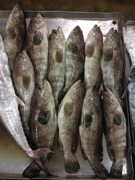 箱中的新鮮海魚