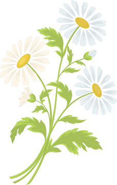 洋甘菊花