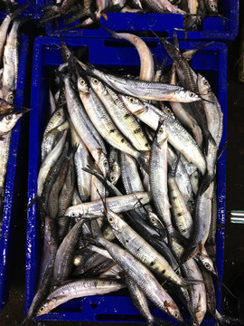 箱中的新鮮海魚