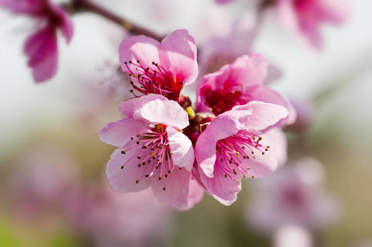 桃花