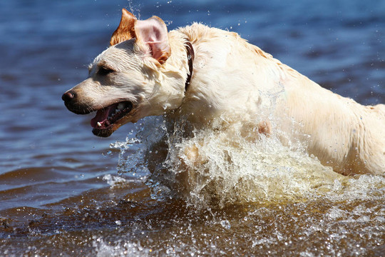 拉布拉多獵犬在濺起的水