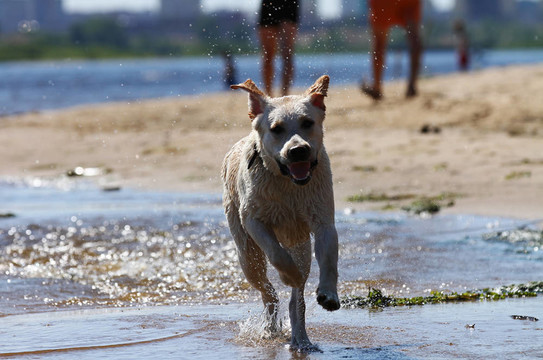 拉布拉多獵犬的運(yùn)行和飛濺的水