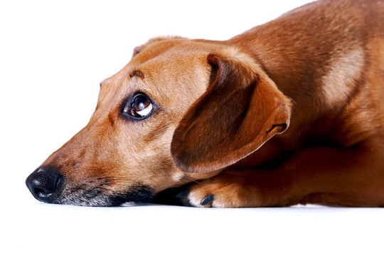 紅色的臘腸犬的畫(huà)像