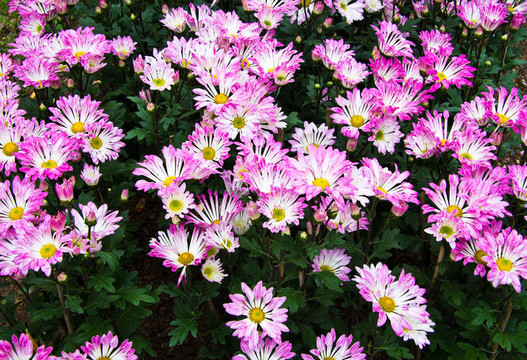 雛菊粉色的花