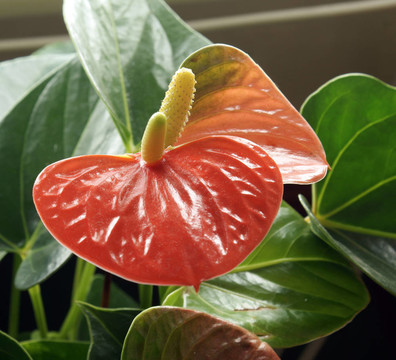 紅掌