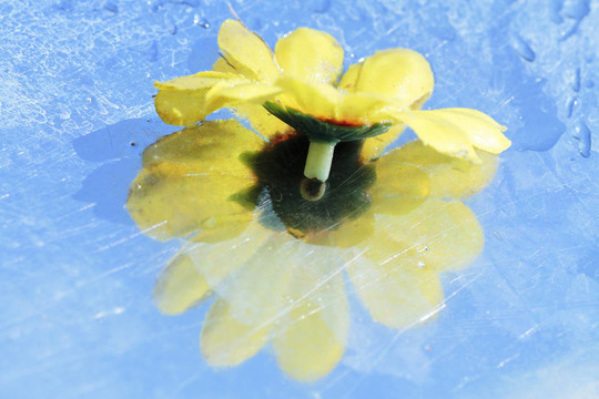 雛菊