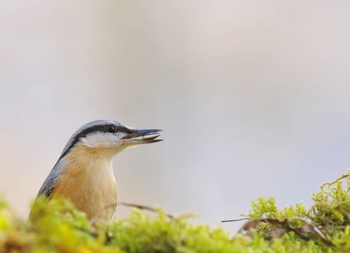 普通鳾。