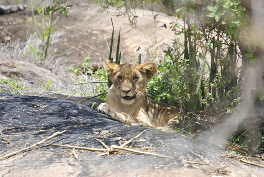 獅子在地上（Panthera leo）