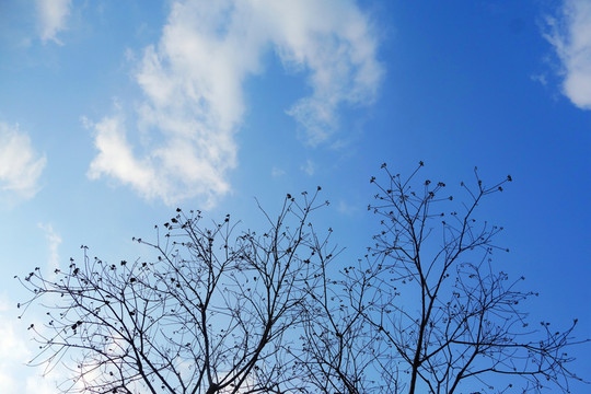 樹枝天空