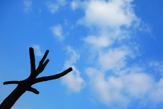樹枝天空