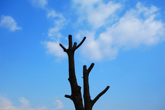 樹枝天空