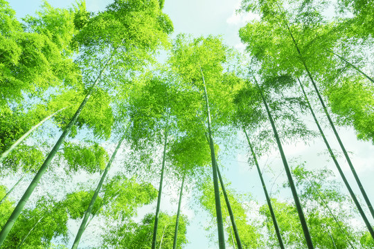 綠色竹林翠竹林