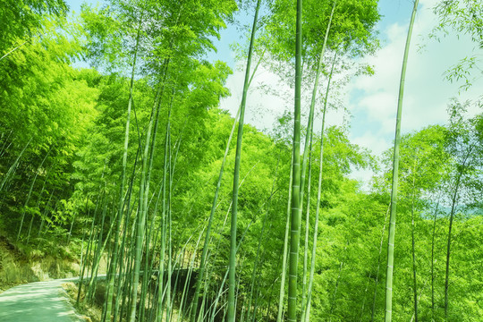 綠色竹林翠竹林