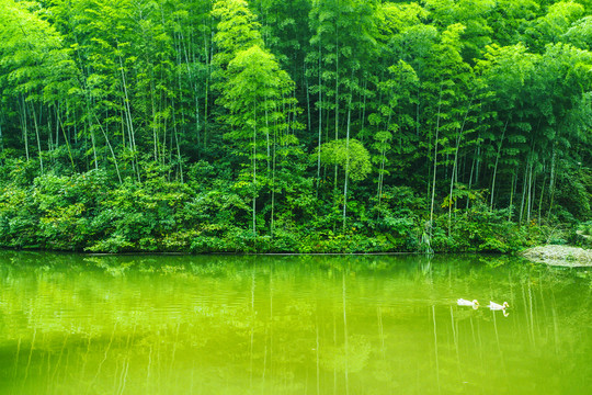 木坑竹海