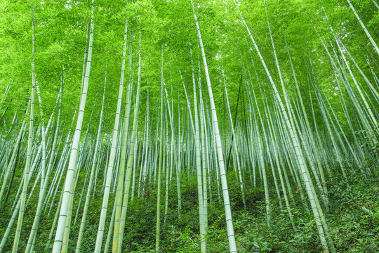 綠竹
