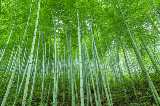 翠竹林