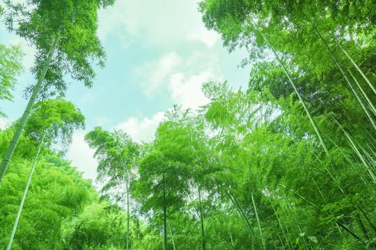 綠竹林
