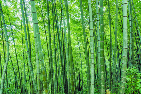 綠竹林