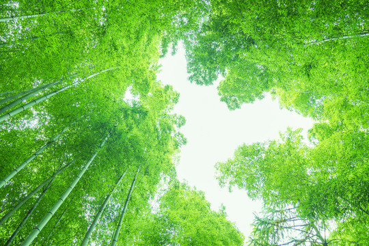 綠竹林