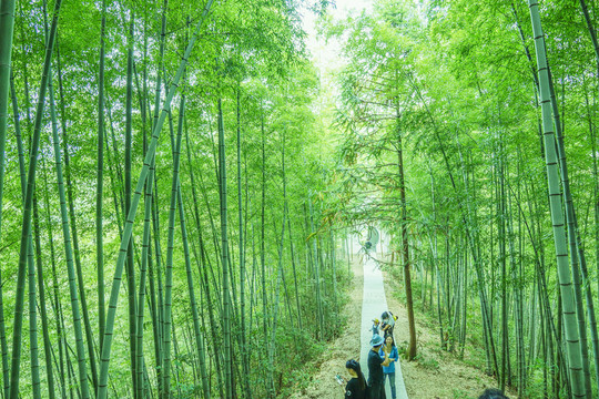 竹林小路