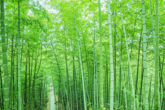 綠竹林