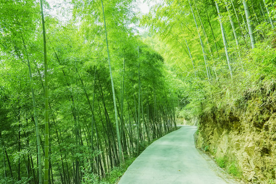 竹林小路