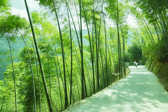 竹林小路